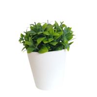 Arreglo de Eucalipto de 15cm 00132-1 FLORIPASTORE
