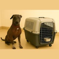 Kennel L100 de Fibra con Ruedas Calidad Premium para tu Mascota