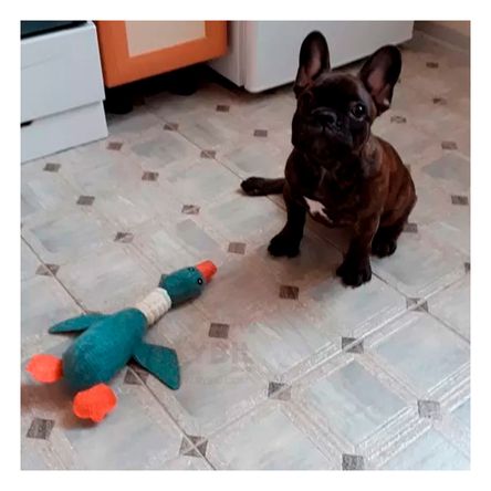 Peluche Pet de Textura Suave de Tono Verde Y+Agendita Peluche Pet de Textura Suave de Tono Verde Y+Agendita