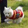 imageUrl_8