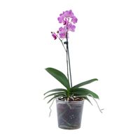 Orquidea Phalaenopsis 4Estaciones