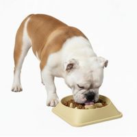 Plato Antiestrés para Mascotas Mejora Digestión Comedero Perros y Gatos Amarillo