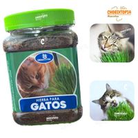 POTE CON SUTRATO PARA HIERBA GATERA+SACHET DE SEMILLAS