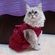 imageUrl_7