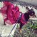 imageUrl_2