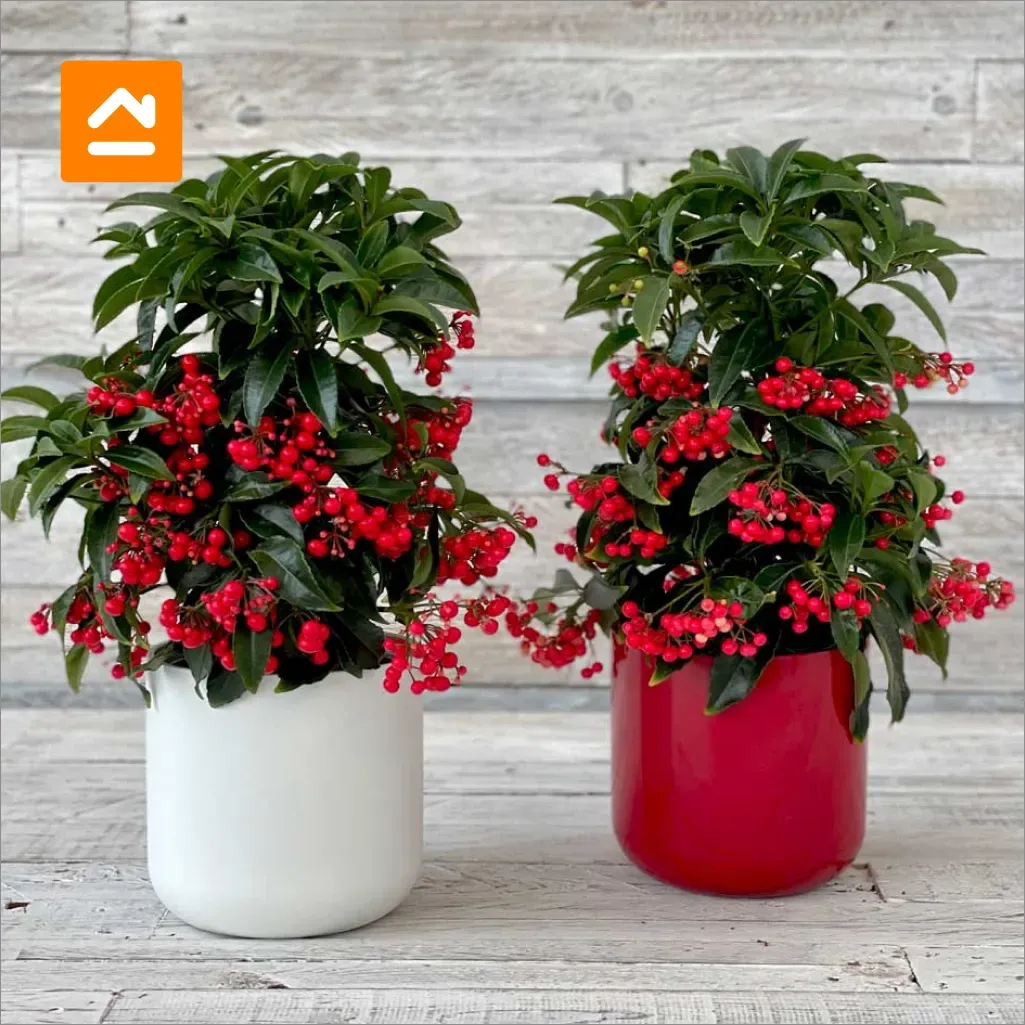 plantas-navidenas-oficina